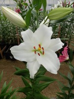 [4350 Tourega VZ No102.JPG]